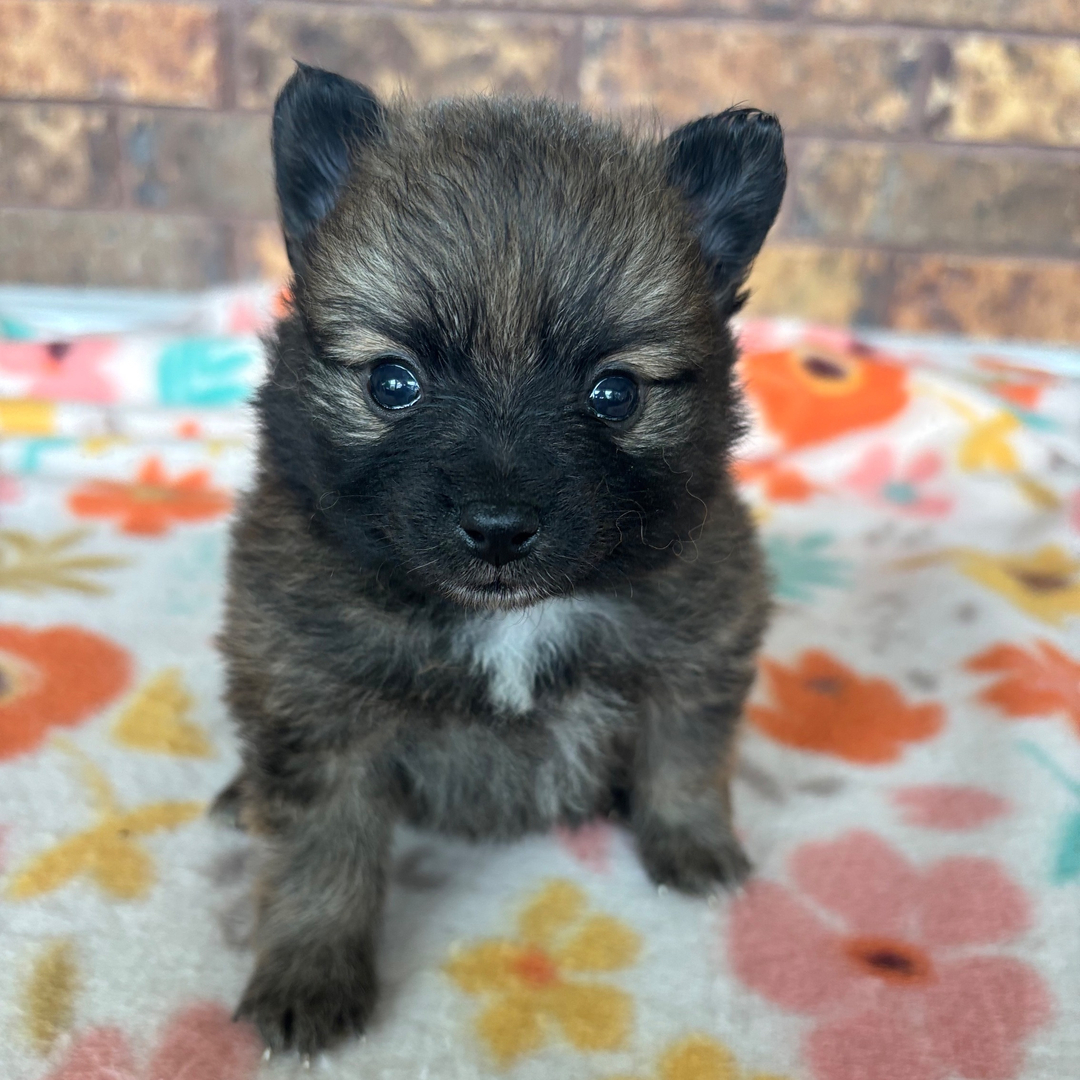 Thor - Pomeranian Puppy